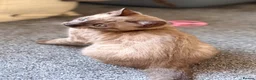 Bengal cats for sale: TICA registered Seal Solid Silver Mink Bengals - Advert 24