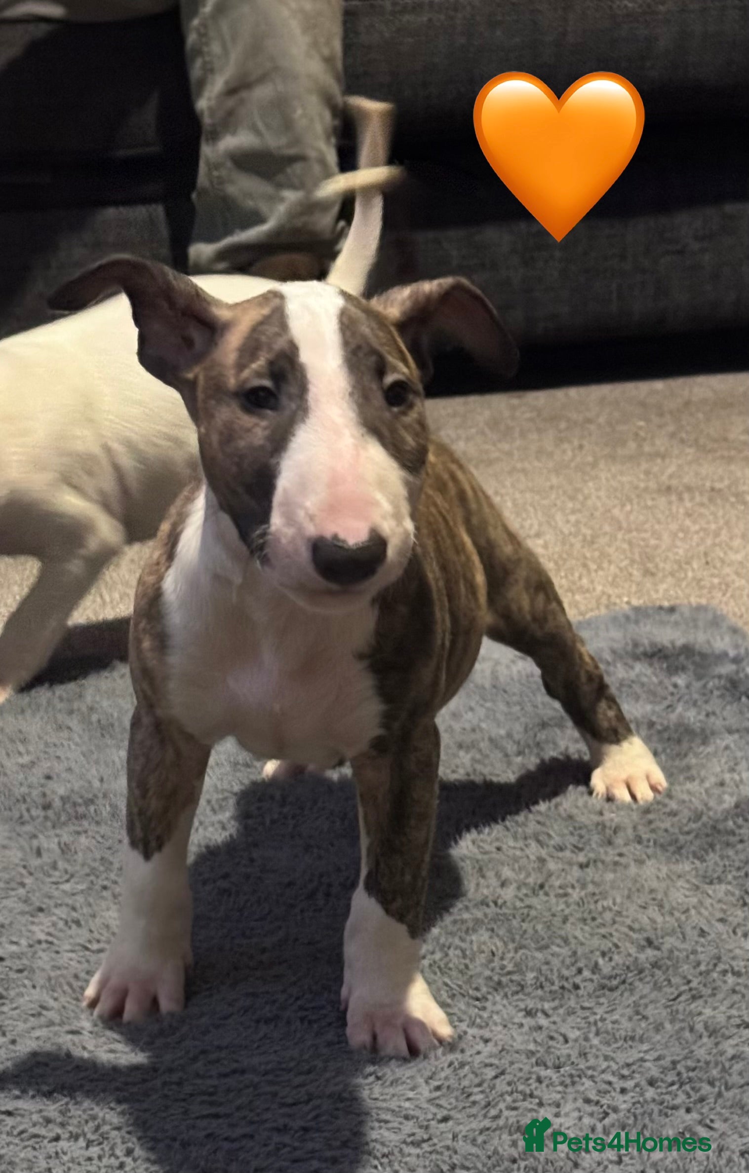 English Bull Terrier dogs 5 stunning English bull terrier boys  - Advert 1