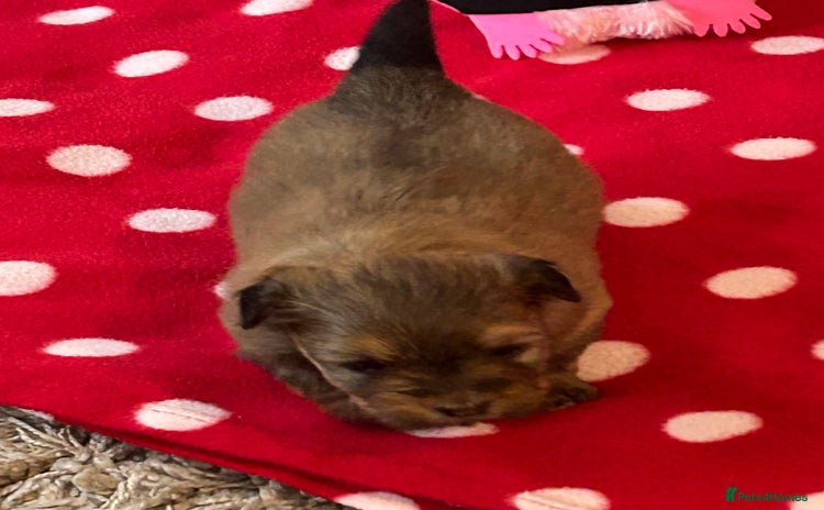 Havanese dogs - Advert 1