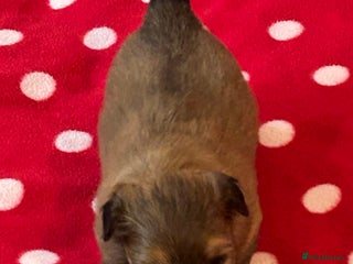 Havanese dogs - Advert 1