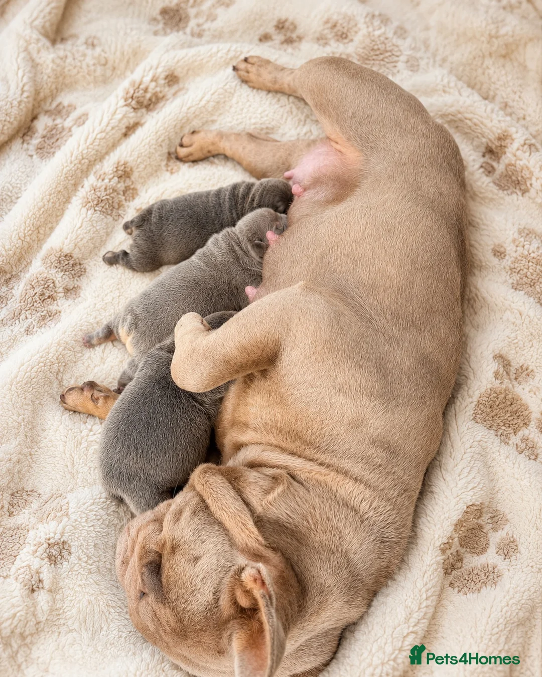 French Bulldog dogs for sale: 💙 Beautiful French Bulldog Puppies 💙 - Advert 9