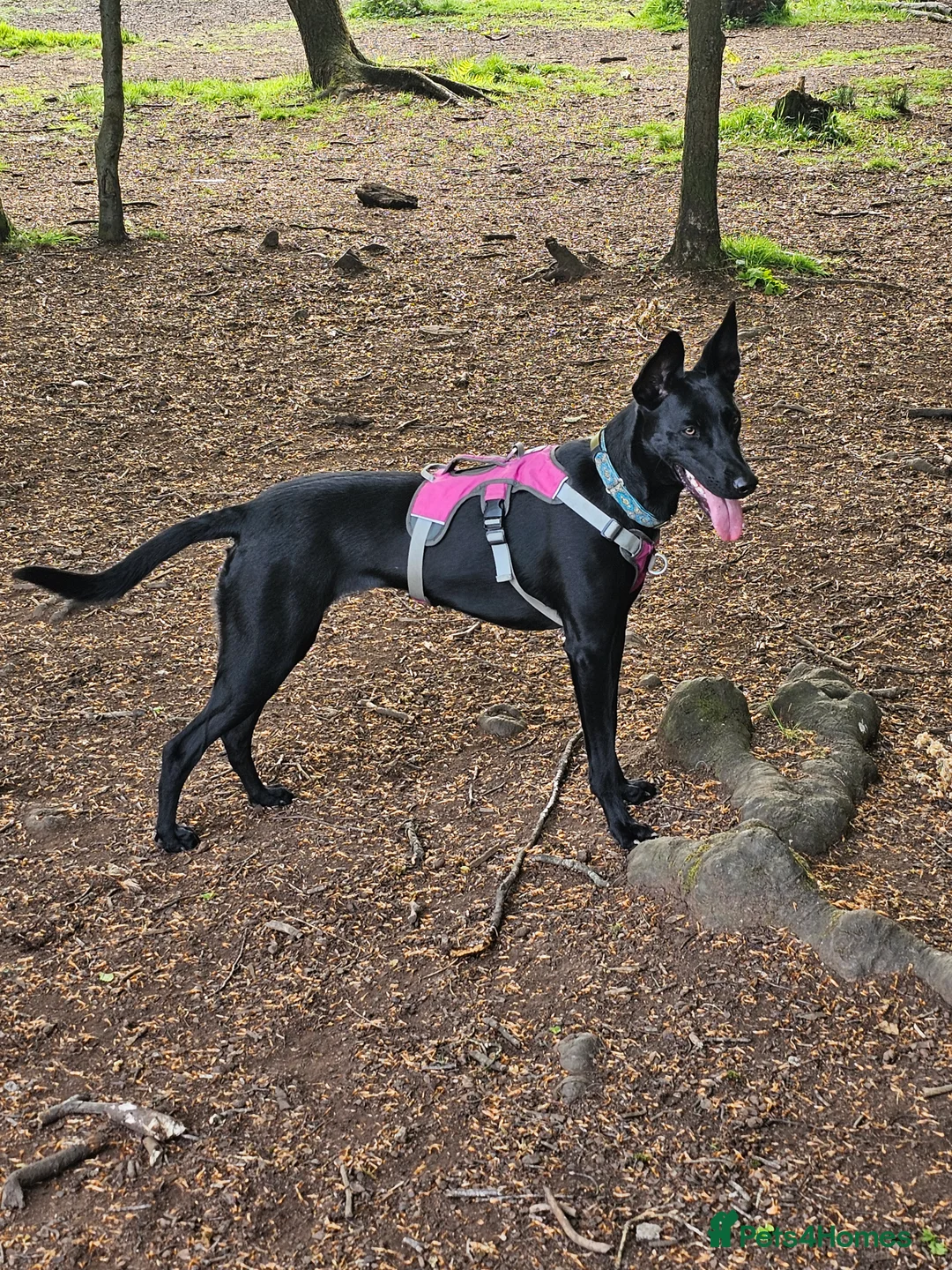 Lurcher dogs for adoption: DAPHNE, female lurcher in rescue - Advert 5