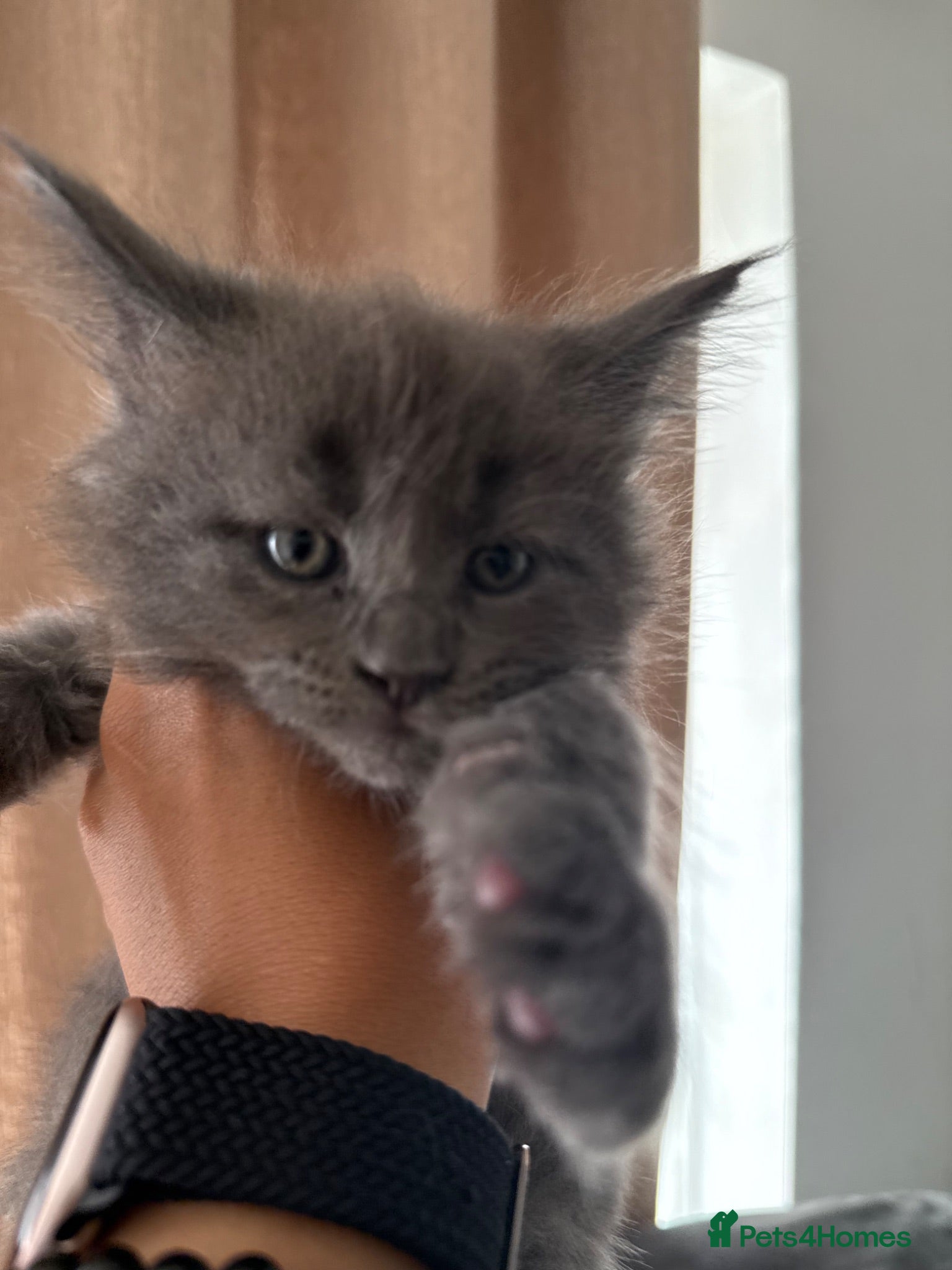 Maine Coon cats Blue smoke rare XL Maine coons  - Advert 12