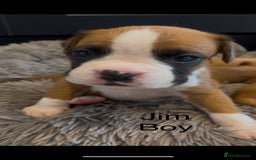 Boxer dogs for sale: Beautiful Boxer Puppies  🐾 - Image 22