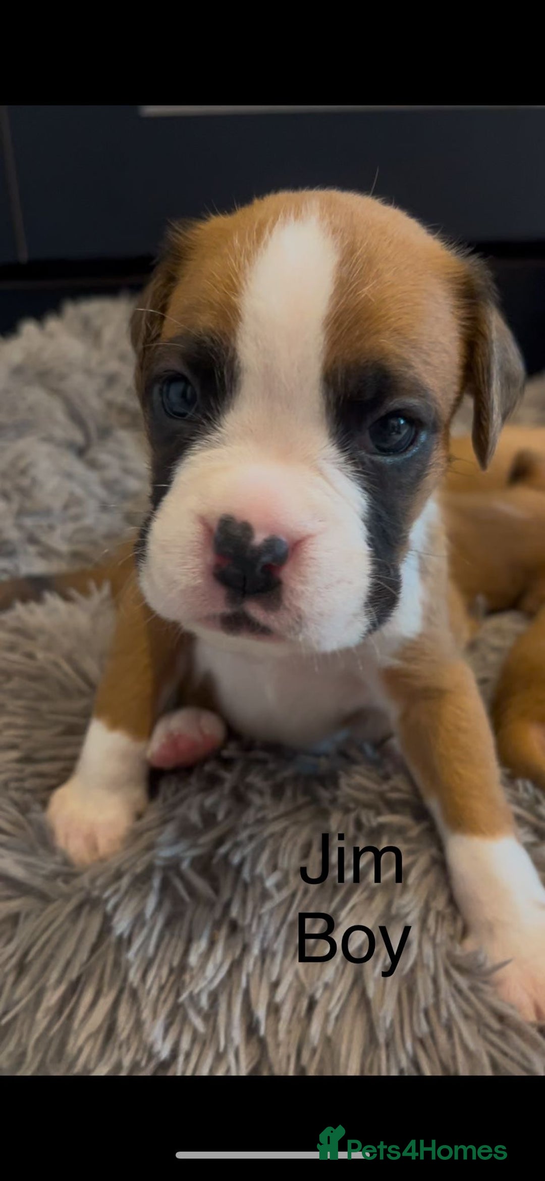 Boxer dogs for sale: Beautiful Boxer Puppies  🐾 - Image 22