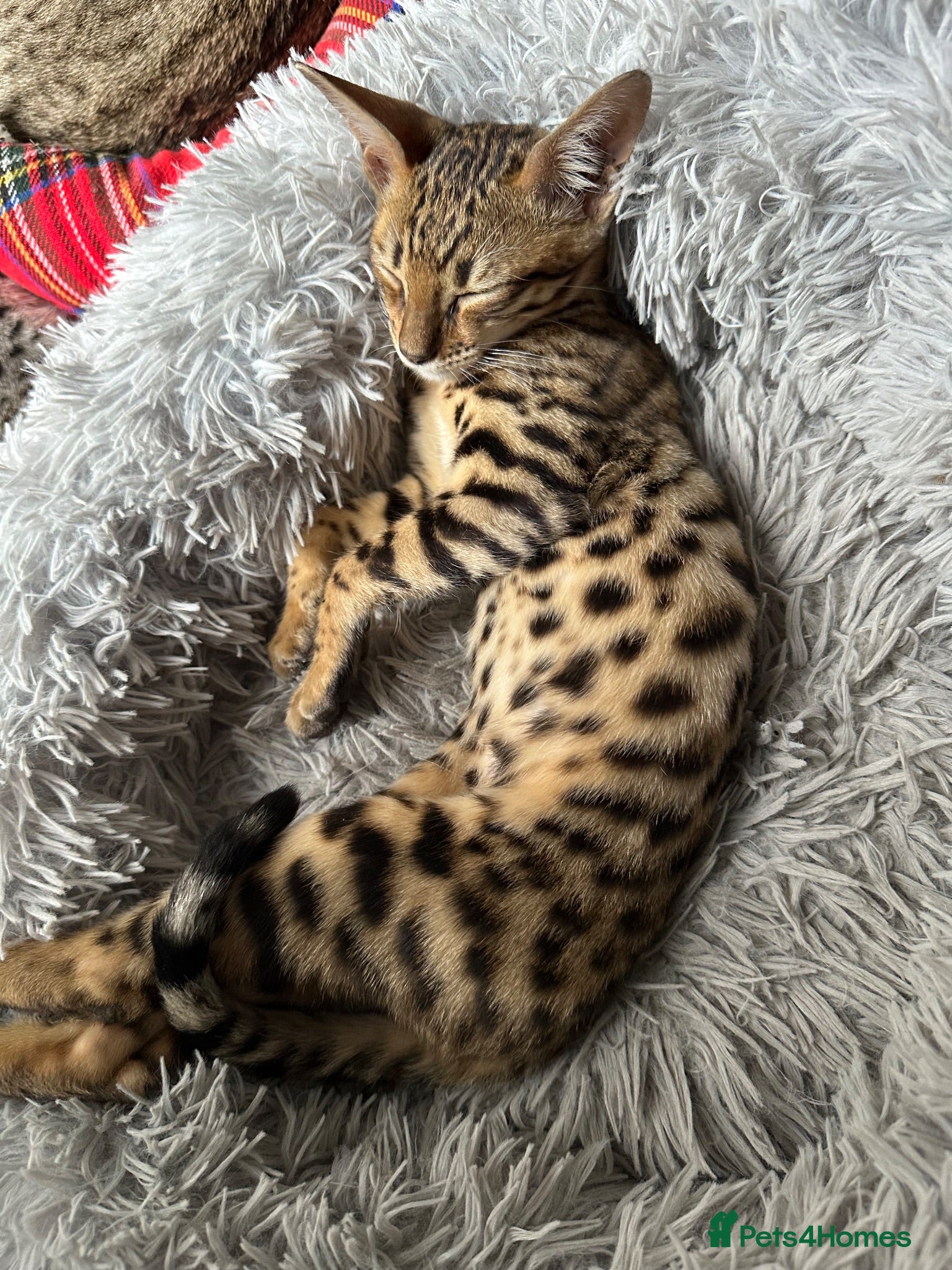 Bengal cats Bengal kitten London Ready to leave  - Advert 17
