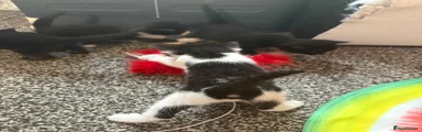 Domestic Shorthair 3