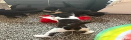 Domestic Shorthair cats for sale: 2 kittens in Buntingford - Advert 2