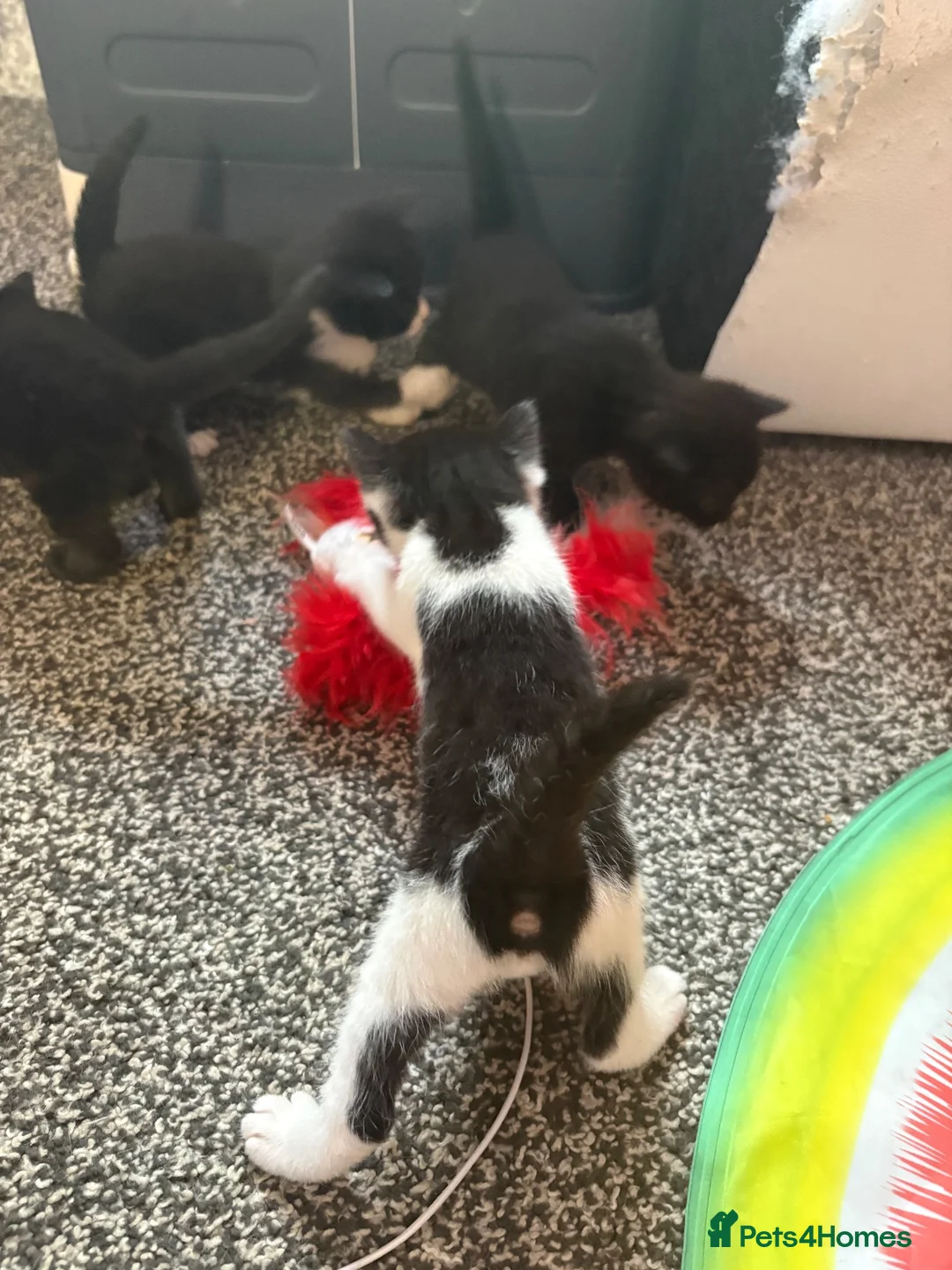 Domestic Shorthair cats for sale: 2 kittens in Buntingford - Advert 2