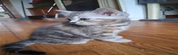 Persian cats for sale: Beautiful half persian kittens  - Advert 4