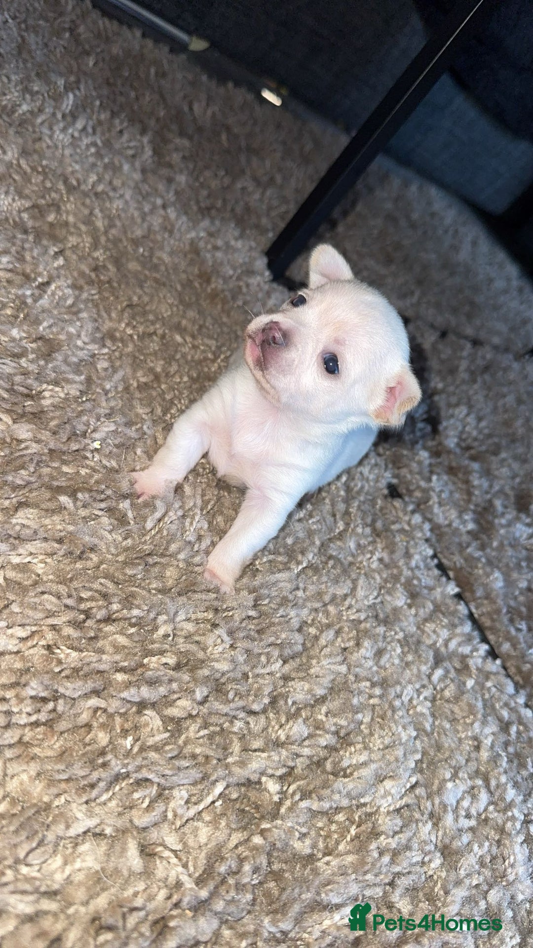 Chihuahua dogs for sale: Chihuahua puppies  - Advert 2