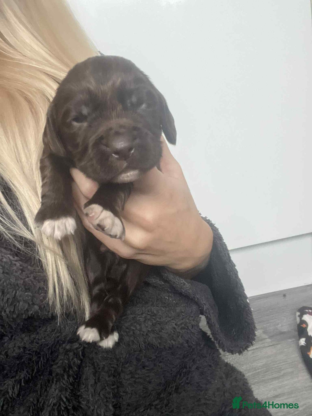 Cocker Spaniel dogs for sale: Cocker spaniel puppies 5 boys available  - Image 13