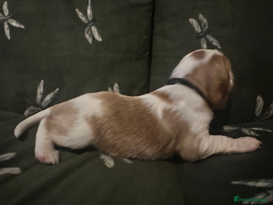 Cockalier dogs for sale: Cockalier puppies  - Advert 14