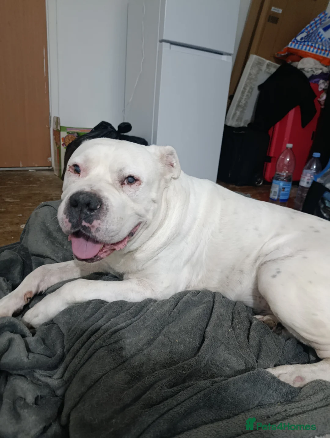 Staffordshire Bull Terrier dogs for sale: Staffordshire bull terrier  - Advert 6