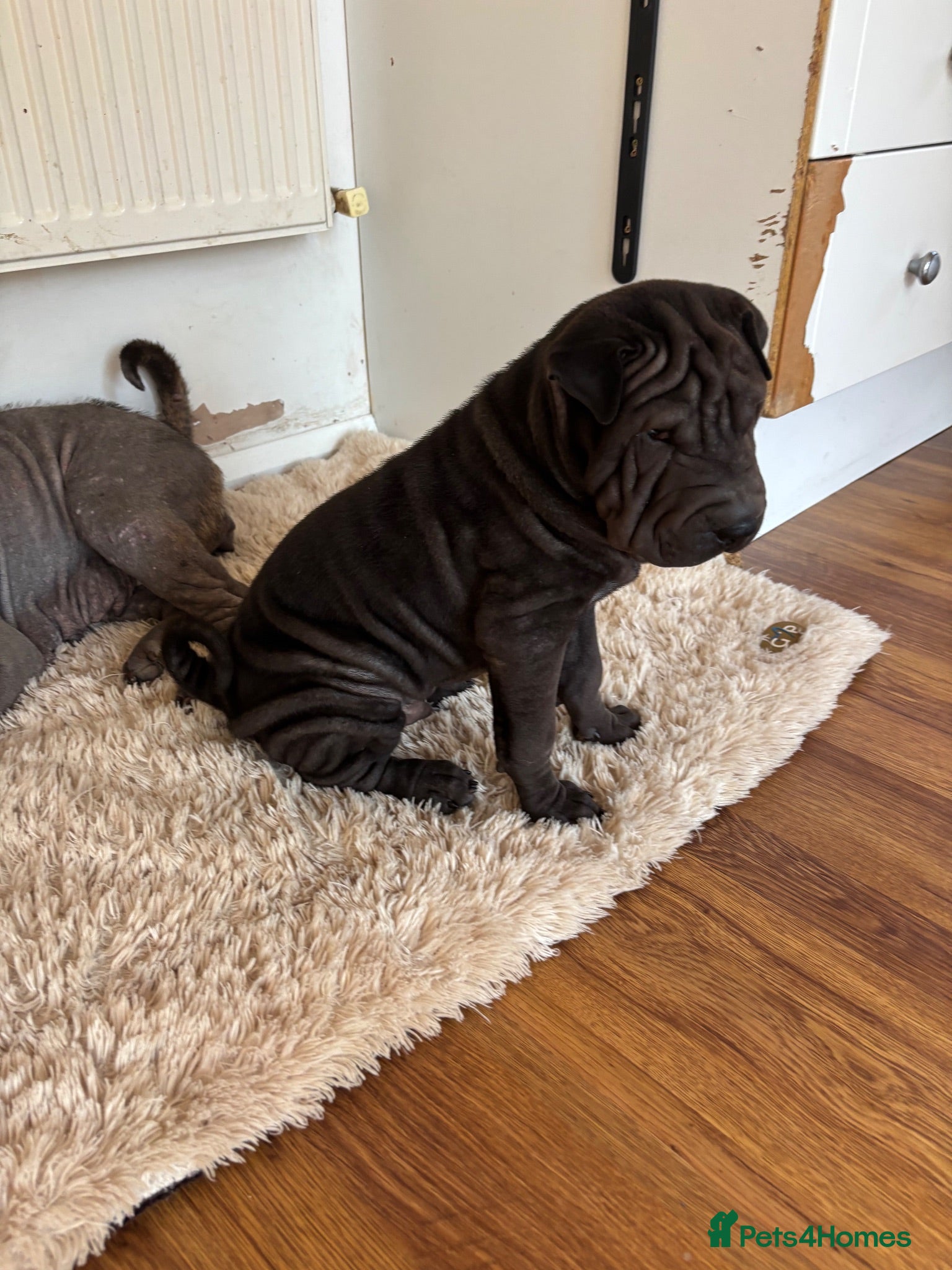 Shar Pei dogs Sharpei Pups - open to offers - Advert 1