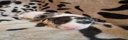Staffordshire Bull Terrier dogs for sale: Beautiful Merle Staffy pups - Advert 3