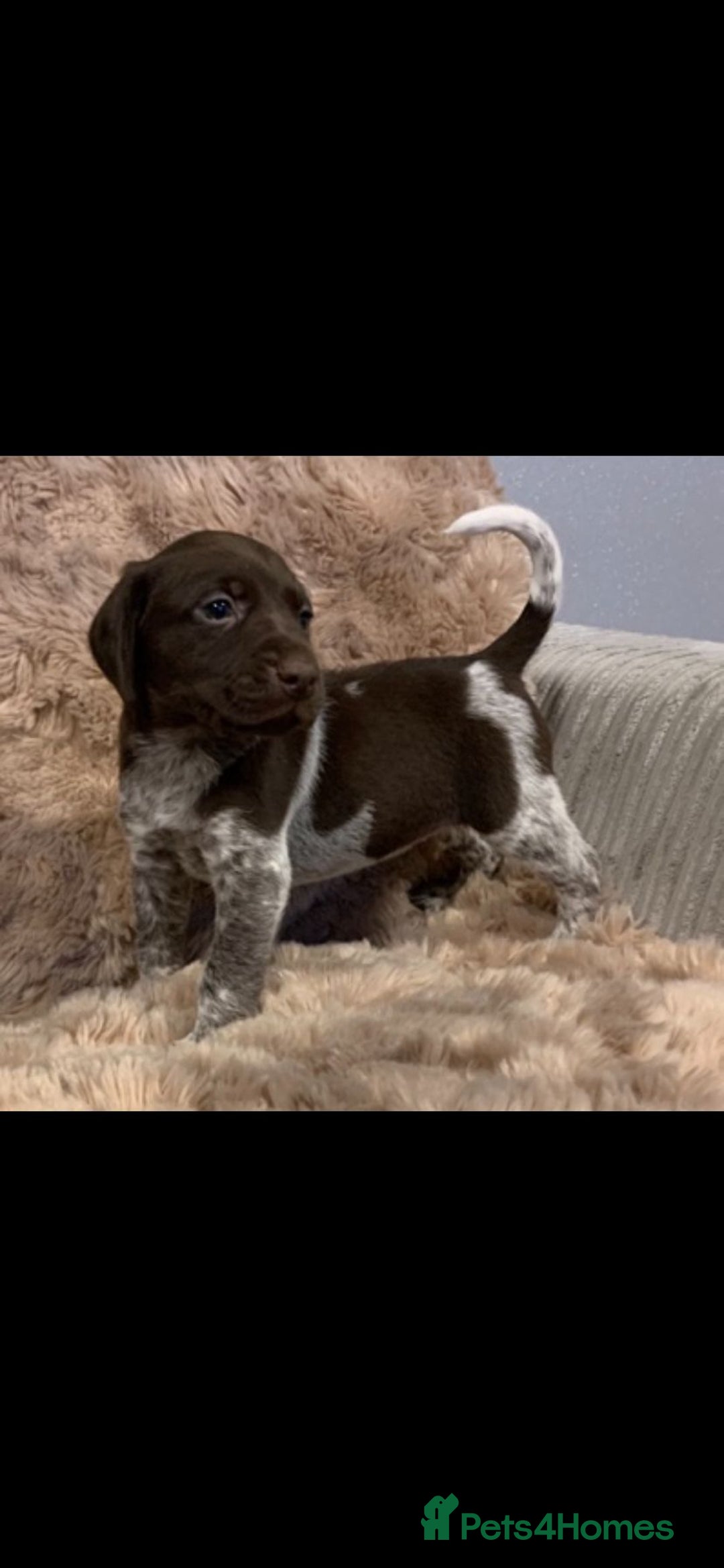 German Shorthaired Pointer dogs for sale: Exceptionally Well Bred German Shorthair Pointer  - Image 9
