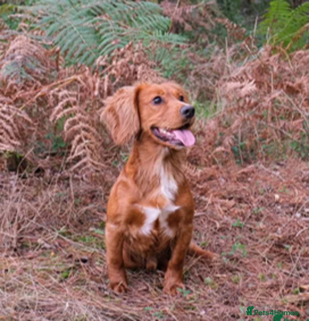 Cocker Spaniel dogs for sale: Beautiful and new - working cocker spaniel puppies - Advert 11