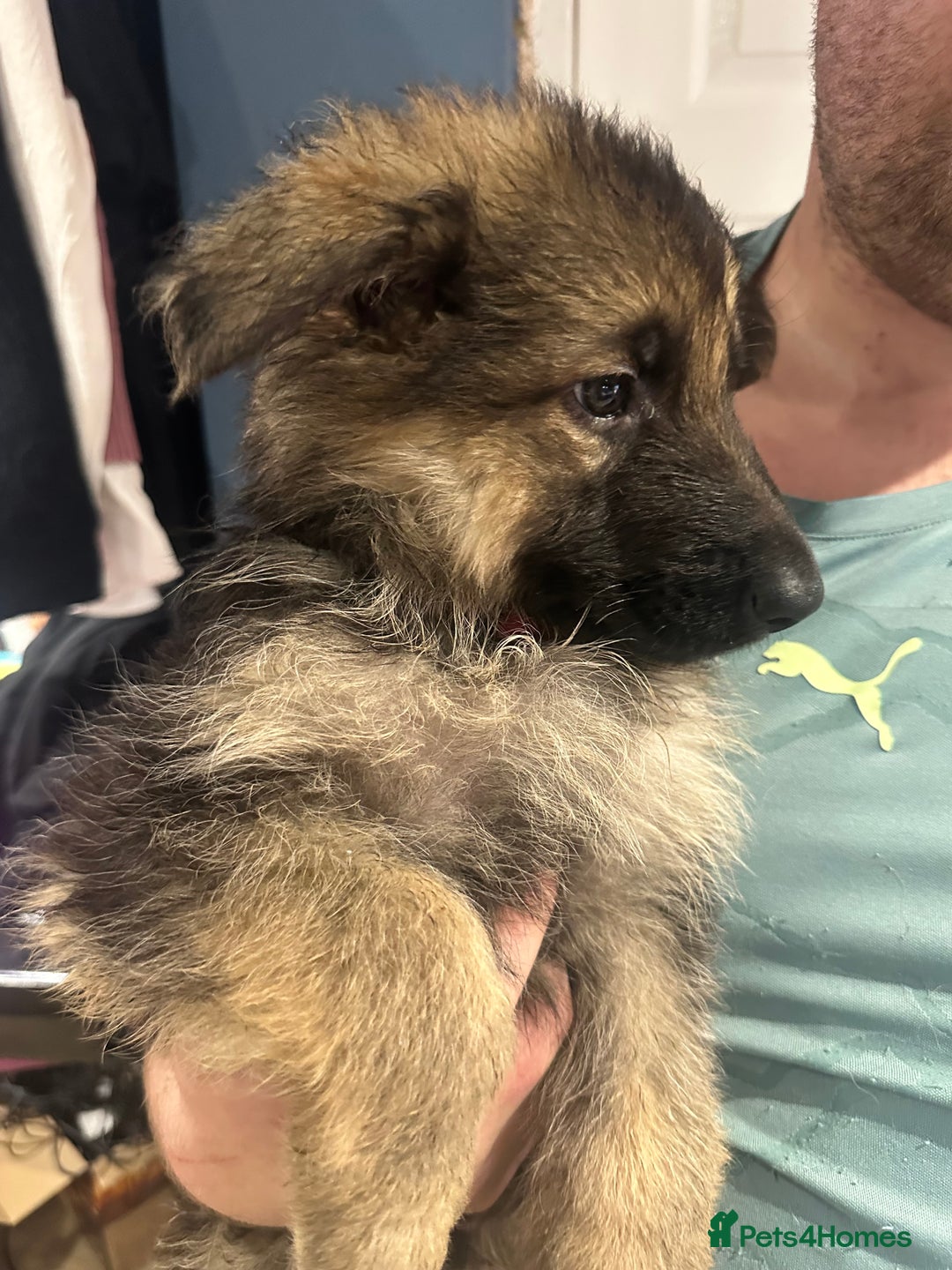 German Shepherd dogs for sale: German Shepherd puppies *Open to sensible offers* - Advert 11