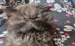 Mixed Breed cats for sale: Beautiful girl  - Image 16