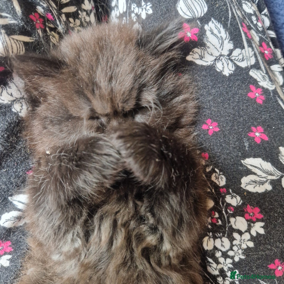 Mixed Breed cats for sale: Beautiful girl  - Image 16