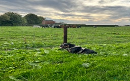 English Bulldog dogs for stud: 👑KING-KOJO👑 - Image 5