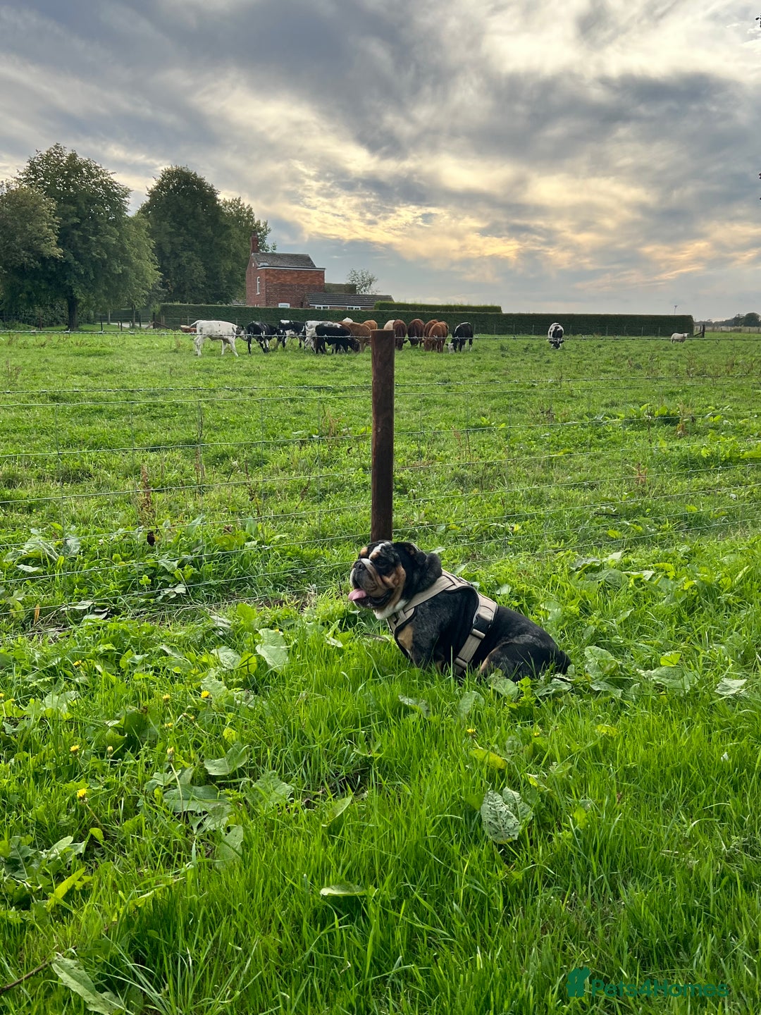 English Bulldog dogs for stud: 👑KING-KOJO👑 - Image 5
