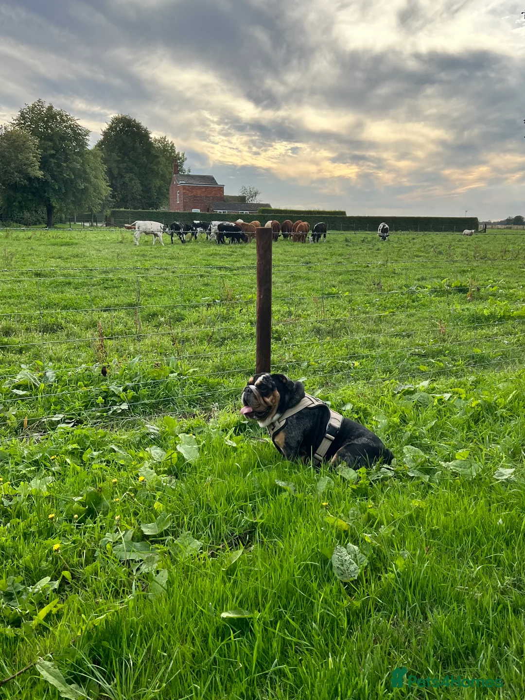 English Bulldog dogs for stud: 👑KING-KOJO👑 - Advert 5