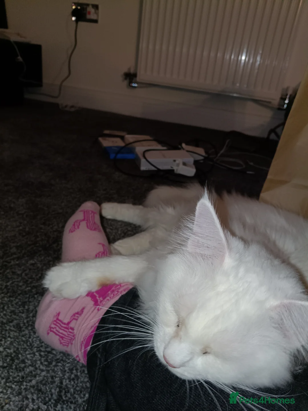 Maine Coon cats for sale: Beautiful Maine coon - Advert 3