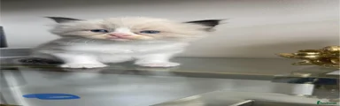 Ragdoll Kitten 1