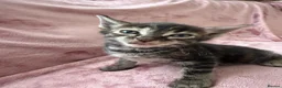 Bengal cats for sale: Bengal cross Russian blue - Advert 12