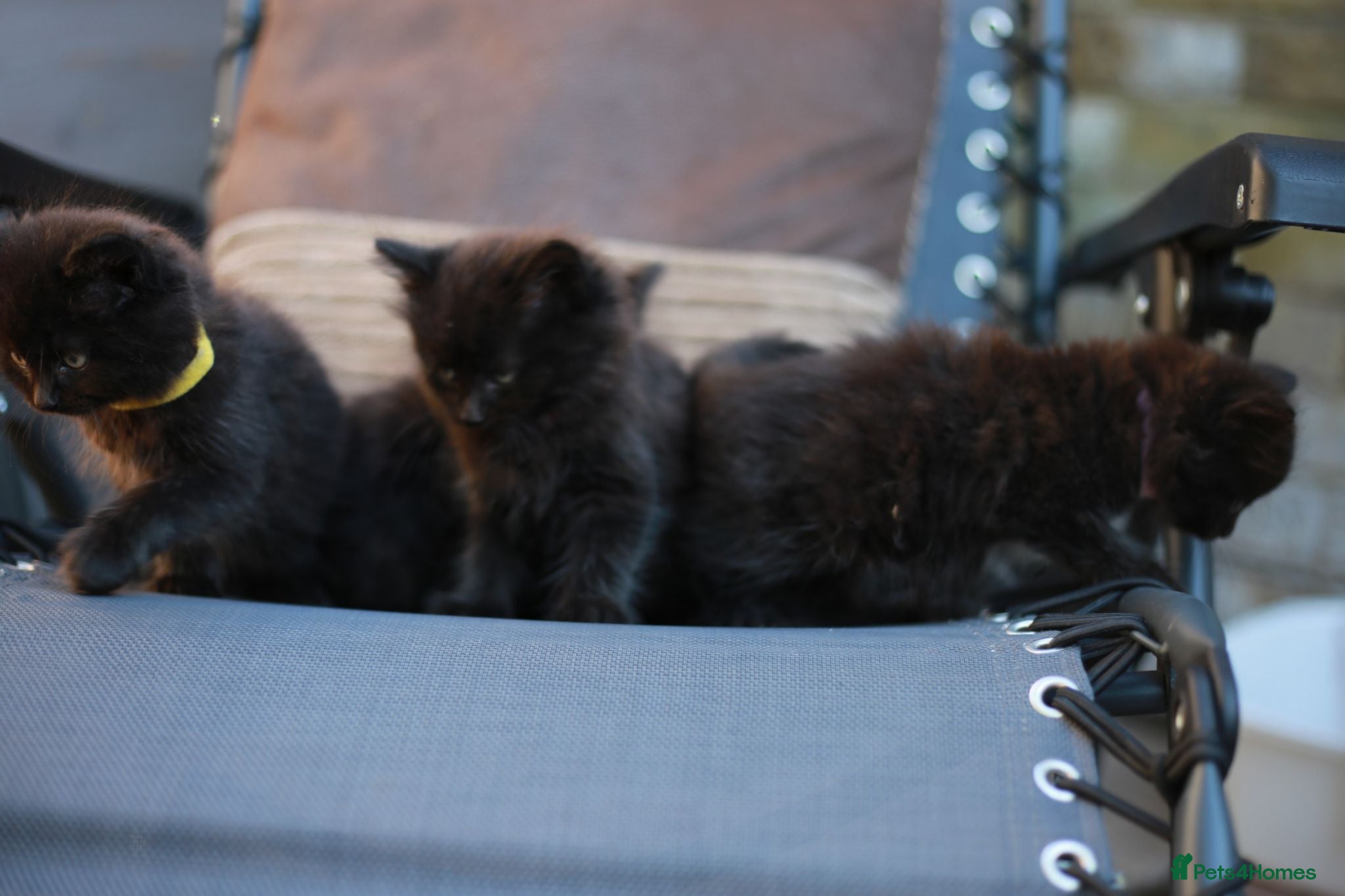 Mixed Breed cats Fluffy Adorable Kittens - Advert 2