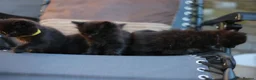 Mixed Breed cats for sale: Fluffy Adorable Kittens - Advert 9