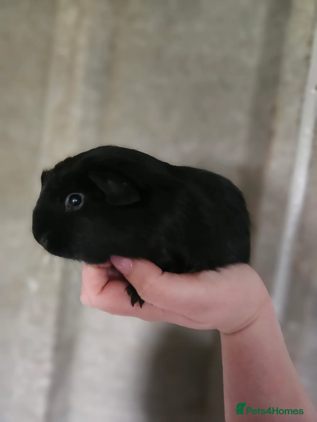 Guinea Pig rodents for sale: 2 female guinea pigs for sale - Advert 2