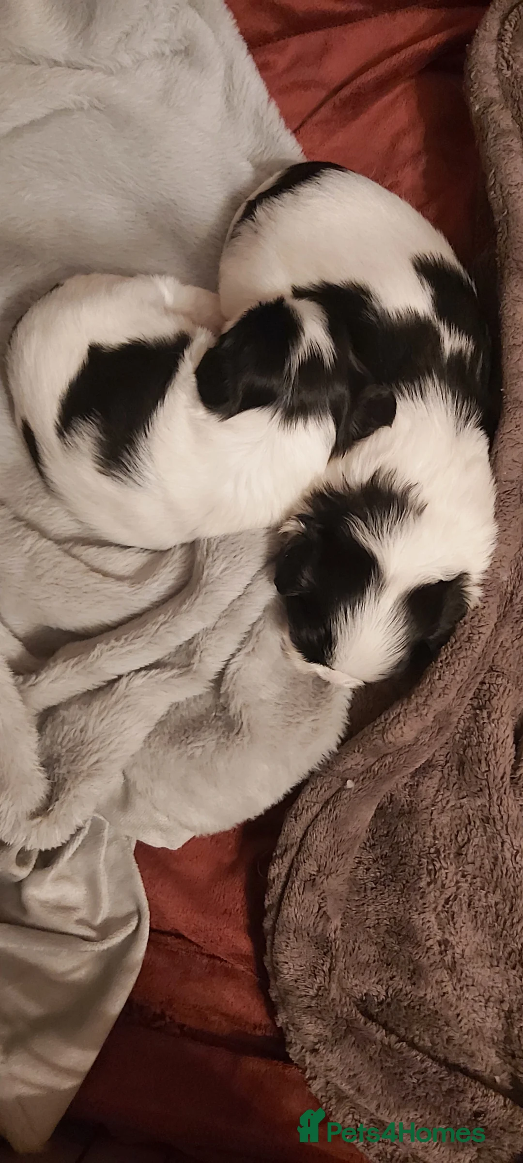 Mixed Breed dogs for sale: HavaChin puppies available  - Advert 1