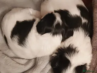 Mixed Breed dogs HavaChin puppies available - Advert 5