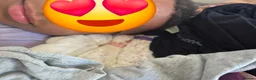 Bichon Frise dogs for sale: GORGEOUS BICHON FRISE - 🩷 3 girls  - Advert 30
