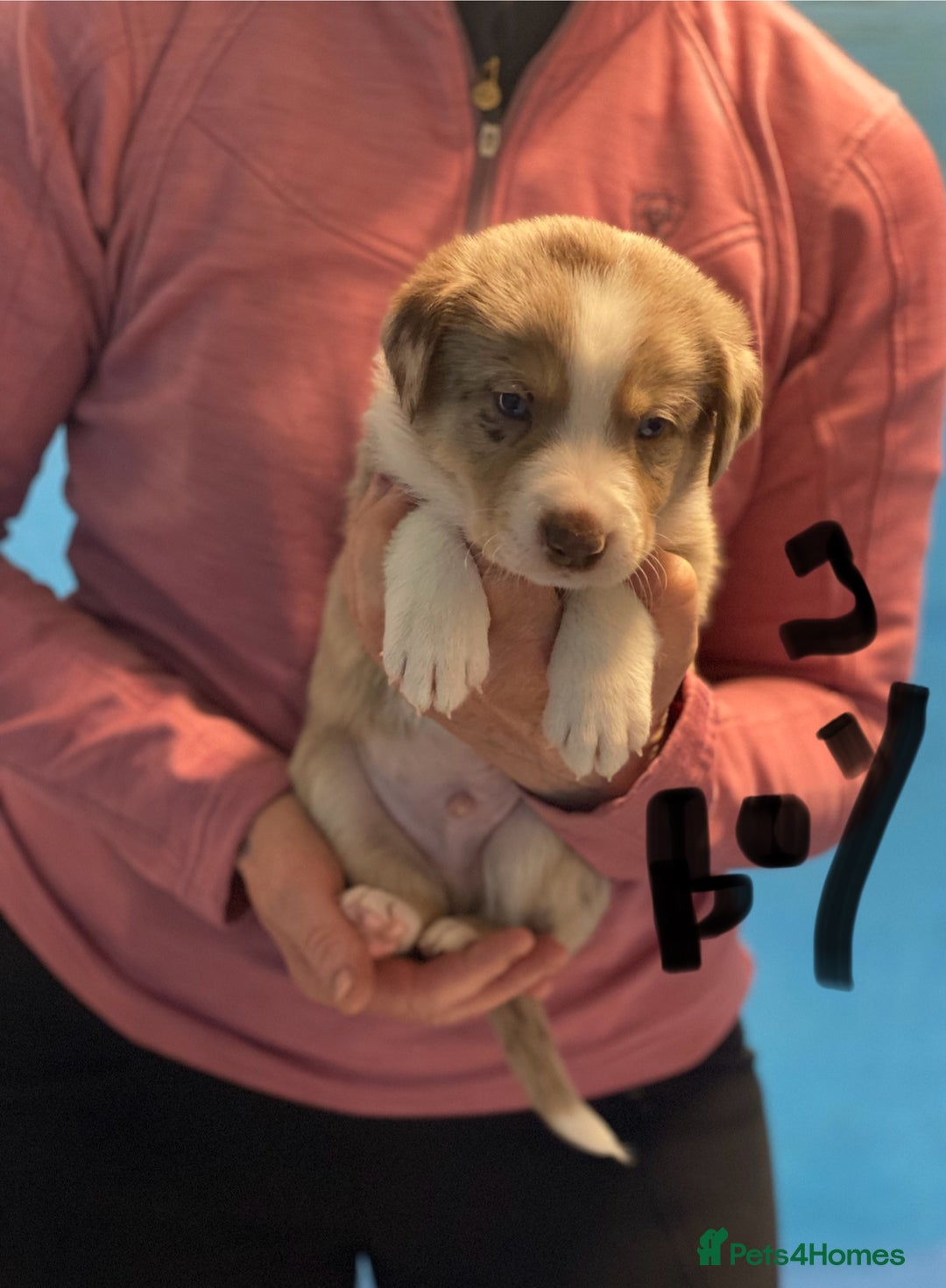 Border Collie dogs for sale: Pure border collie puppies - Advert 4