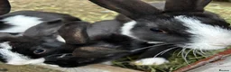 Dutch rabbits for sale: Free roaming Rabbits seek loving home in Milton Keynes - Advert 5