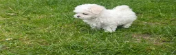 Maltese dogs for sale: TOY BOY MALTESE 💙💙 PRICE REDUCED! - Advert 5