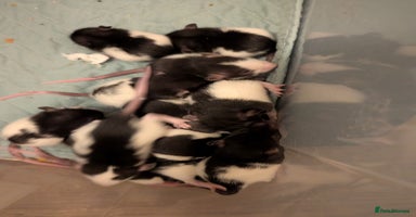 Rat rodents Adorable Baby Rats, available 6th December  - Advert 3