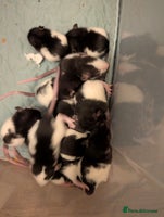 Rat rodents Adorable Baby Rats, available 6th December - Advert 3