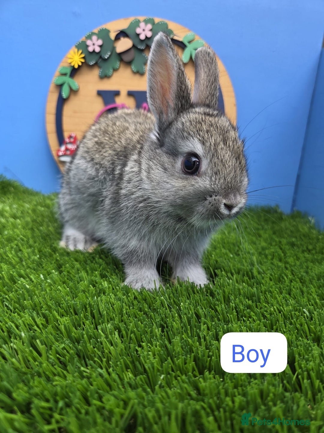 Netherland Dwarf rabbits for sale: Netherland Dwarf Baby Rabbits Male Female Doe Buck - Image 3