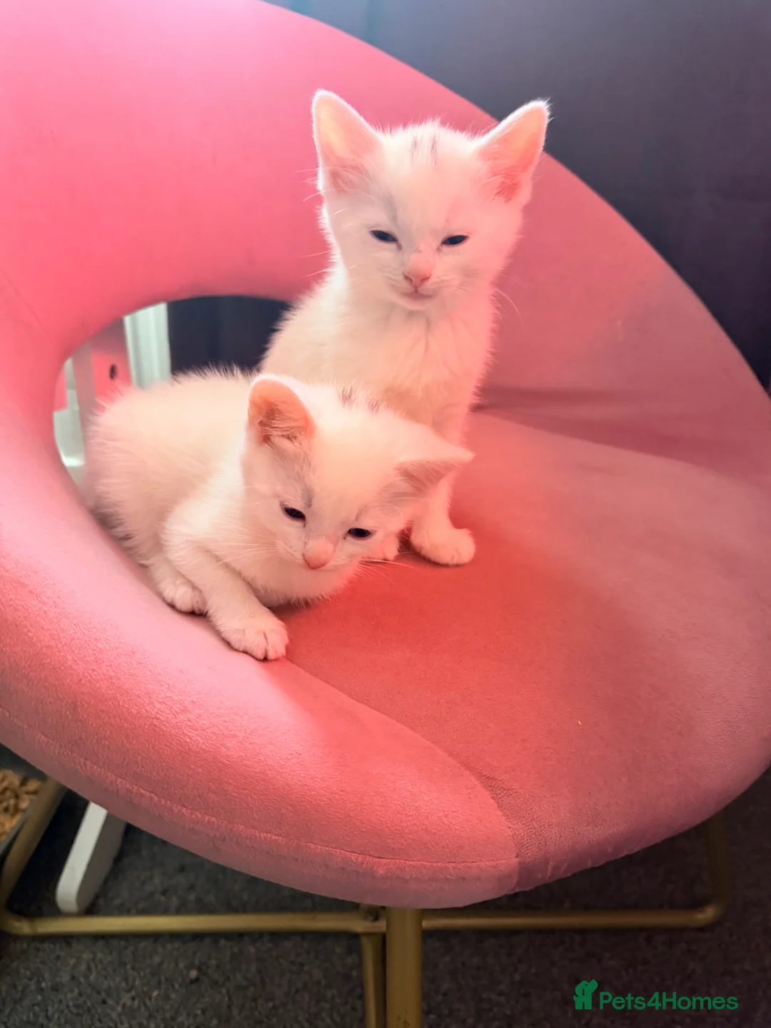 Mixed Breed cats for sale: Beautiful kittens ready now  - Advert 5