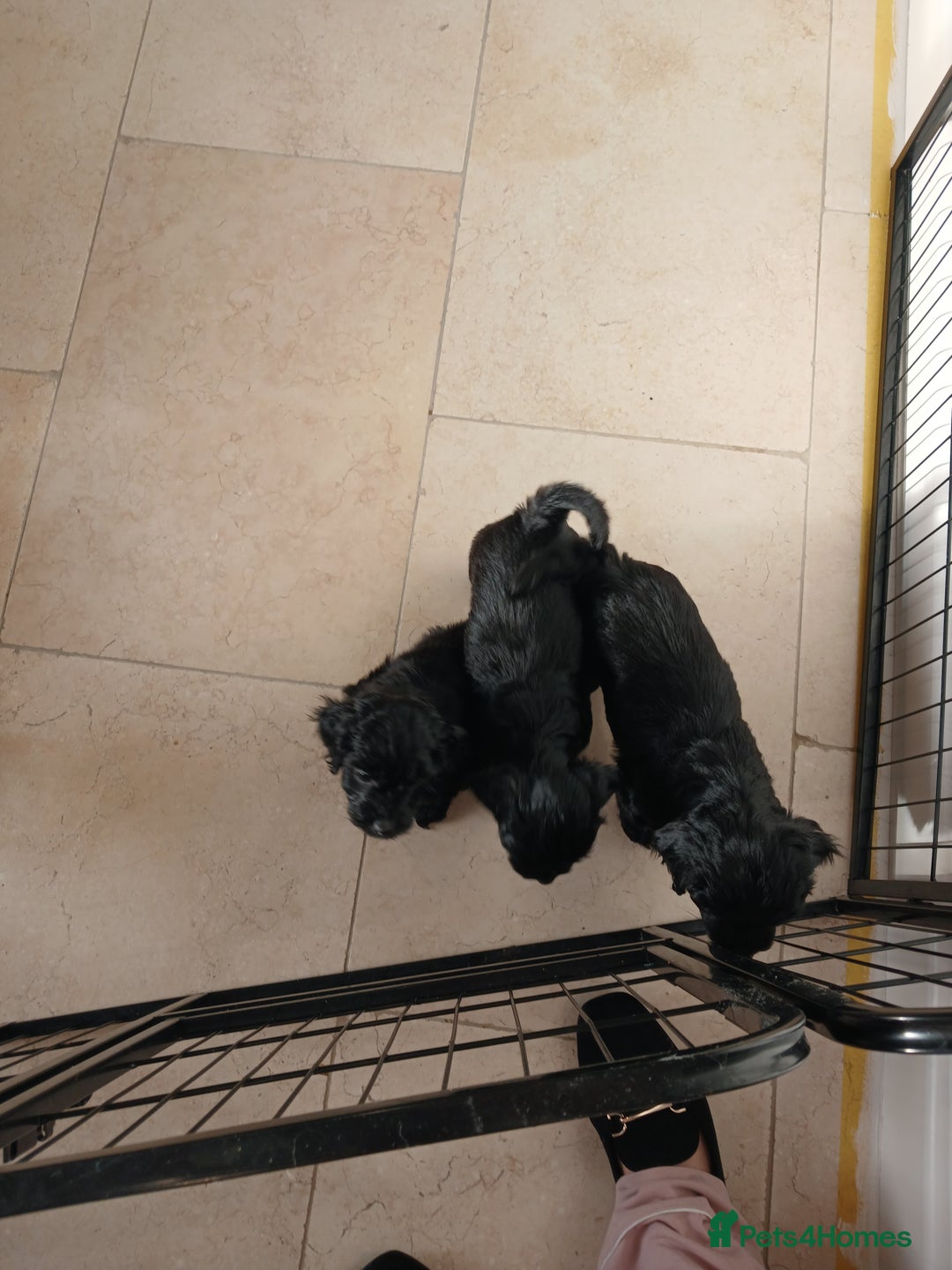 Cockapoo dogs for sale: Toy Cockapoo Puppies Looking for Loving Homes - Advert 5