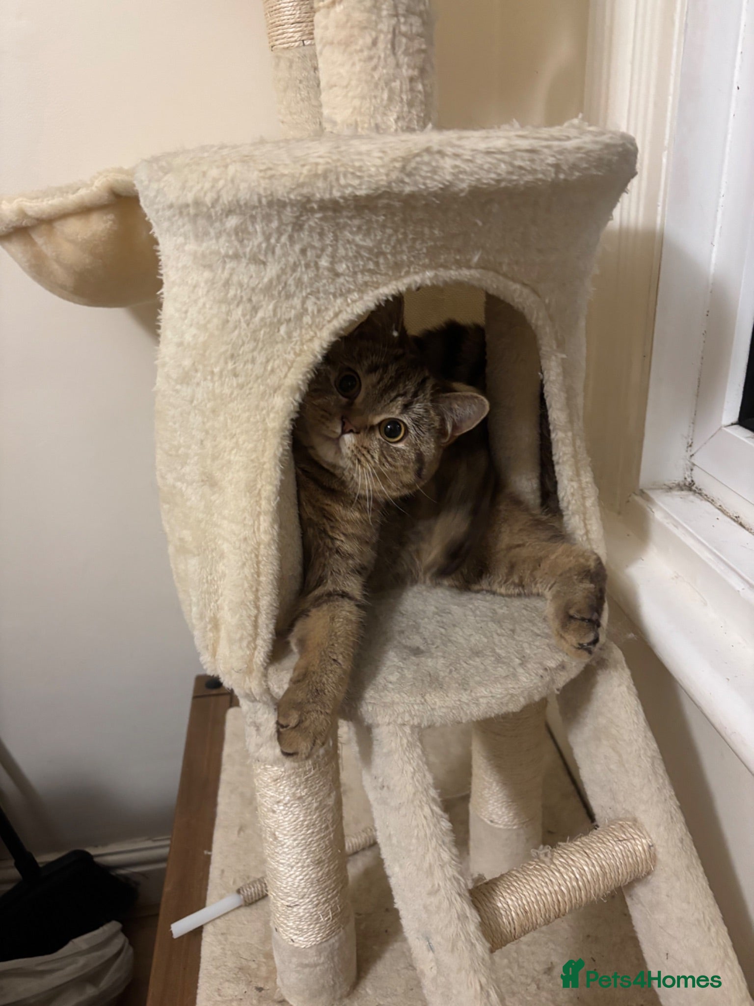 Mixed Breed cats 1 year old cat - Novi - Advert 9