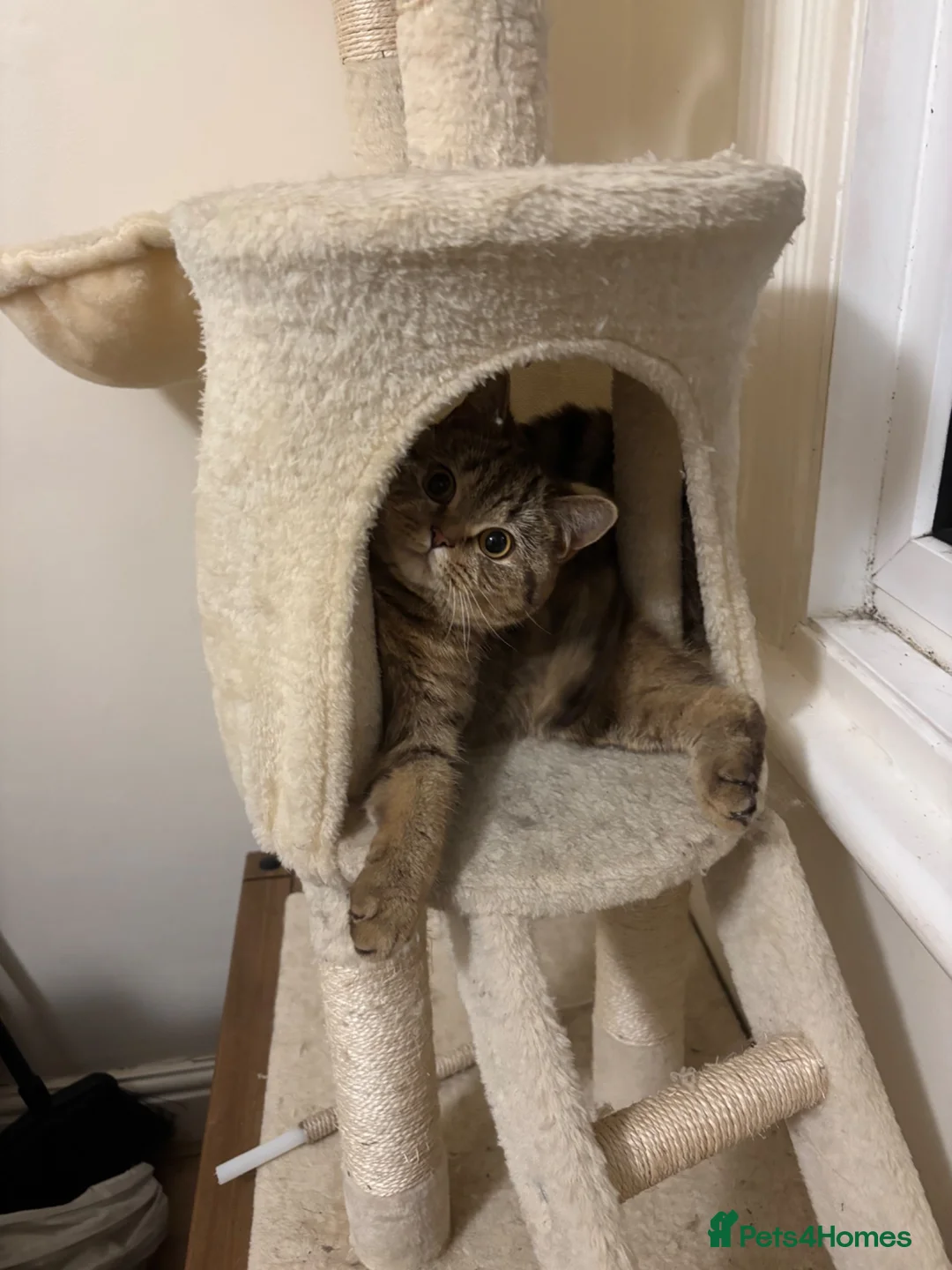 Mixed Breed cats for sale: 1 year old cat - Novi - Advert 1