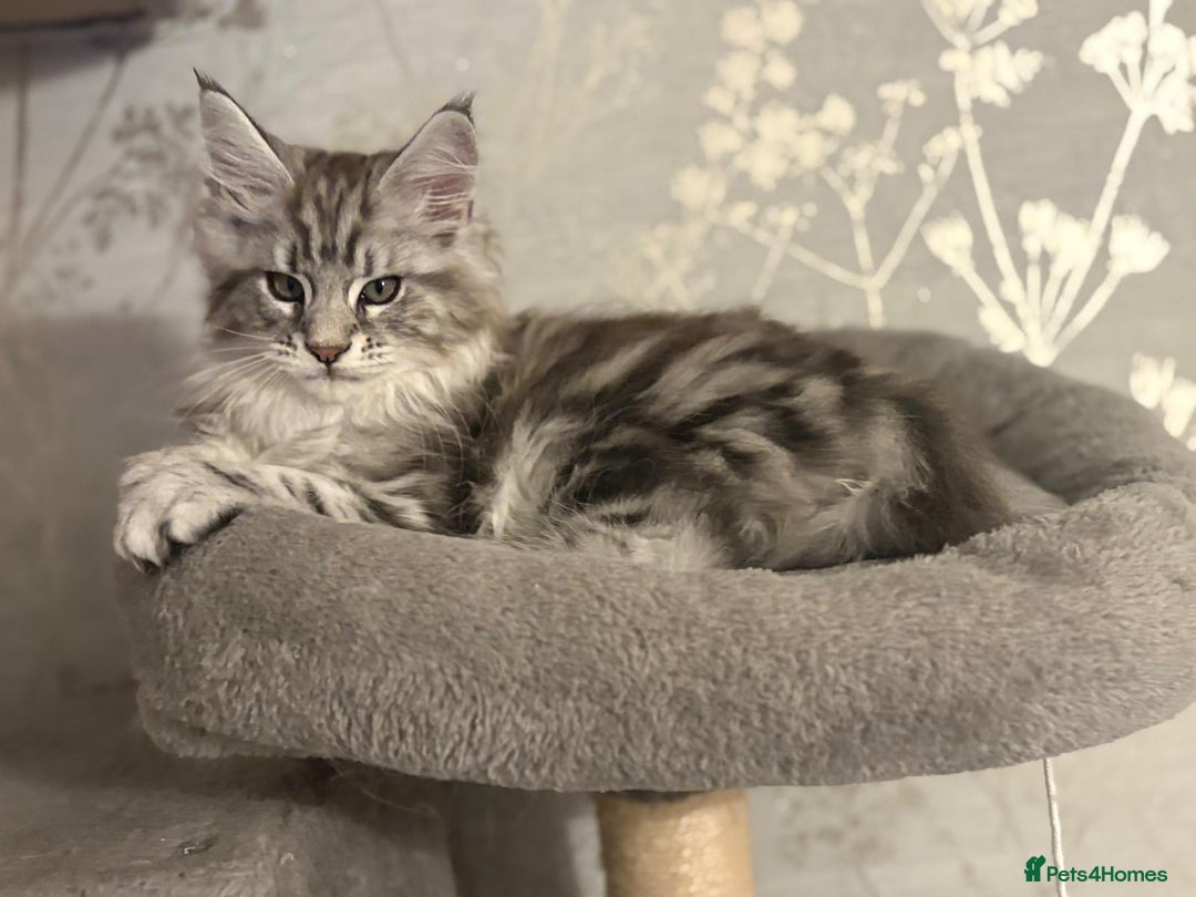 Maine Coon cats for sale: Ready to leave quality Maine coon kittens - Advert 16