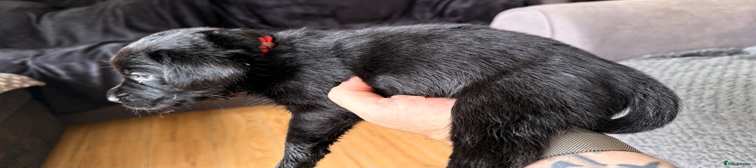Labrador Retriever Puppy 6