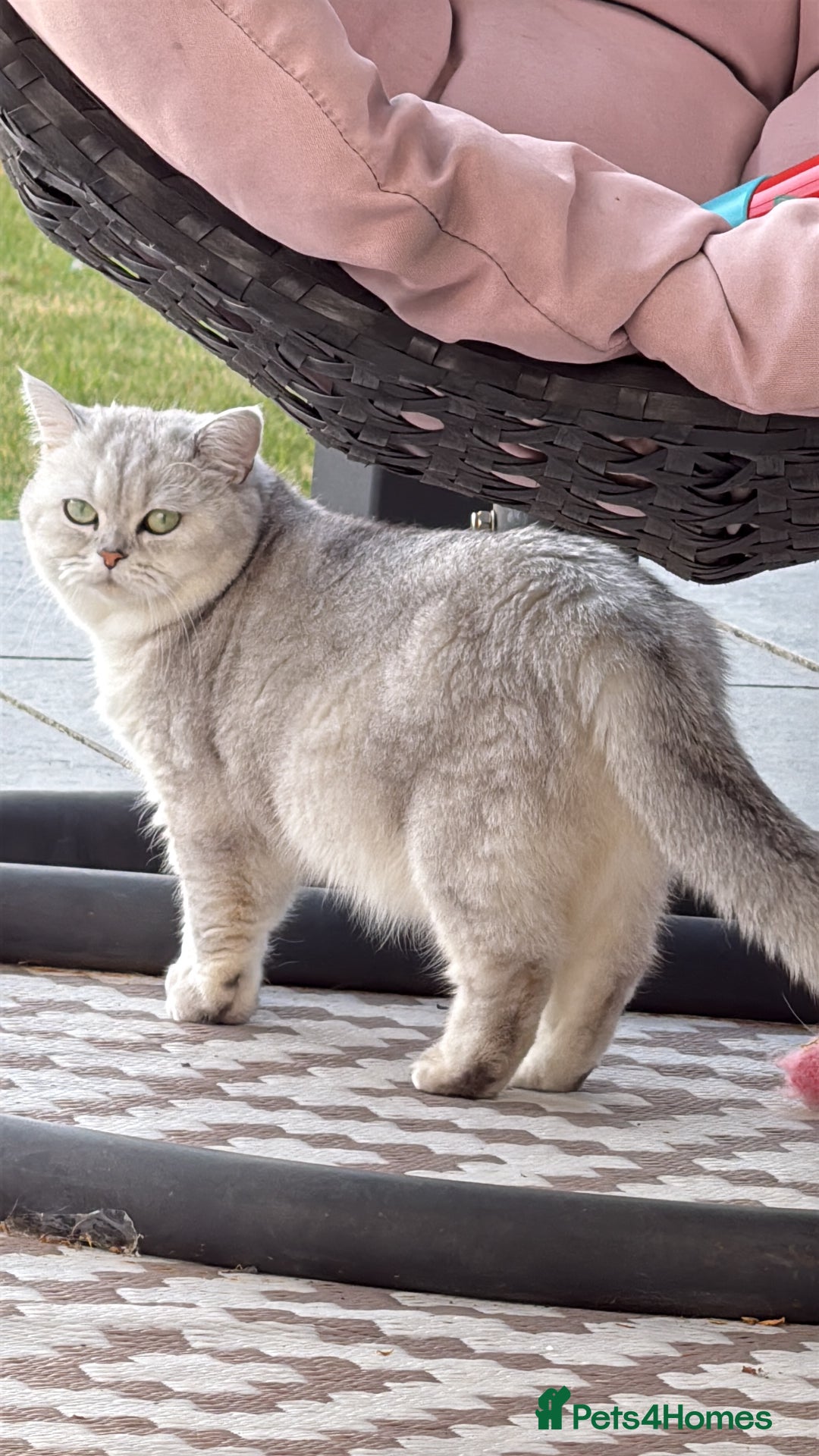 British Shorthair cats for sale: Beautiful BSH Silver Tipped female cat - Image 5